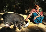 An Adivasi woman with her pigs