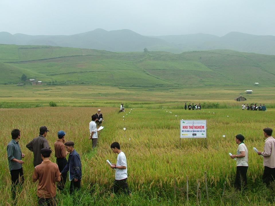 Managing rice landscapes in marginal upland areas to increase food security and sustain the environment 