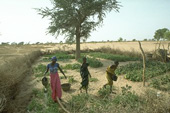 Senegal: Improving livelihoods through environmental conservation in Diourbel
