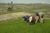 IFAD allocates US$200 million to boost next harvest
