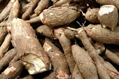 Benin: Elias Aizannon, an exceptional young Congo: Pest-free varieties increase popular interest in cassava production