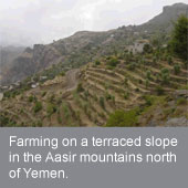 Expanding IFAD’s programme in Yemen to help improve the management of natural resources and adaptation to climate change