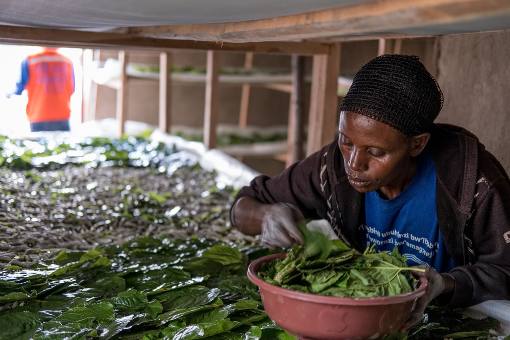 How To Start Silk Worm Farming Business In Africa