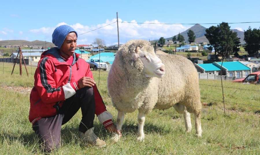 Comment l’élevage au Lesotho s’adapte aux changements climatiques