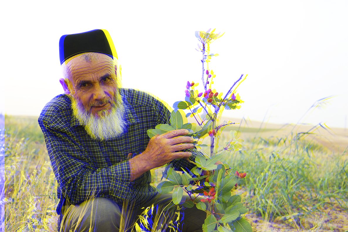 Togirkhon Aymatov, horticultor en Tayikistán