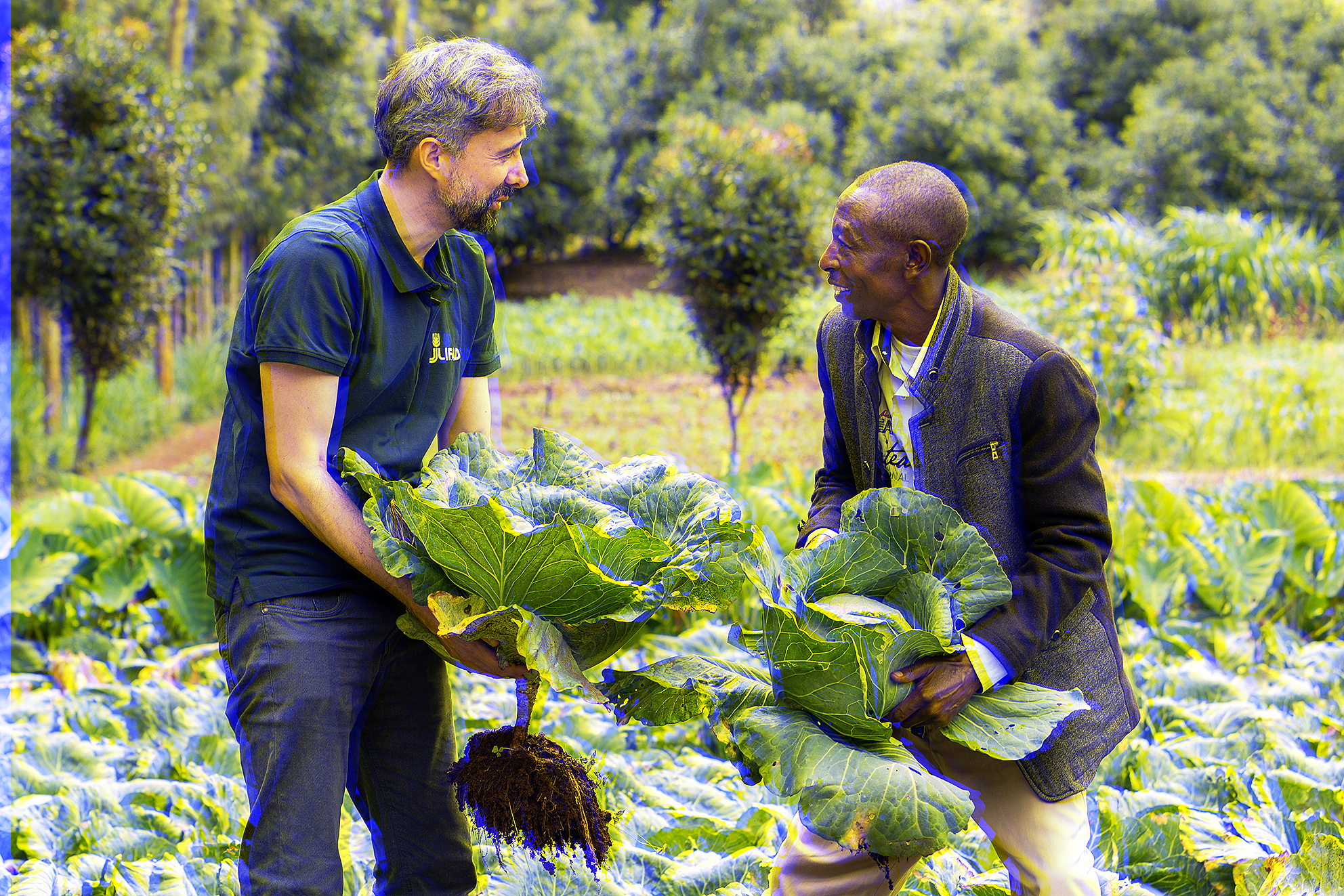 Le président du FIDA, Alvaro Lario, et l'agriculteur Gilbert Muriuki récoltant des choux sains dans sa ferme du comté d'Embu, qui a bénéficié du projet d'irrigation communautaire Karimari Rutune. La photo a été prise lors du voyage du président sur le terrain, où il devait voir les résultats du projet de gestion des ressources naturelles du bassin versant de l'Upper Tana.