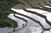 Rice field