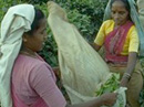 IFAD Partnership Programme in Sri Lanka