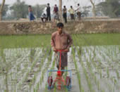 More rice at a lower cost: improved technologies in Bangladesh 