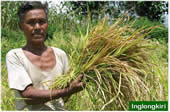 Promising agricultural technologies for rice-based systems in marginal uplands of North-east India 
