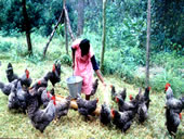 Backyard poultry farming in tribal districts in India