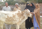 A healthy cow, a healthy livelihood – one woman’s success in Pakistan