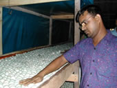Mini-hatcheries for village poultry in Bangladesh