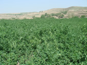 ‘Crop-livestock-biogas’ model in Gansu, China 