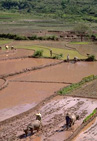 Laos