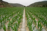 Plastic film mulching is an effective practice to improve water harvest and crop productivity in semi-arid areas.