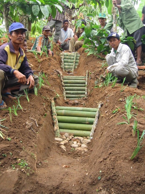 Improved production, processing and use of root crops intensify livestock production and improve food security in Lao PDR