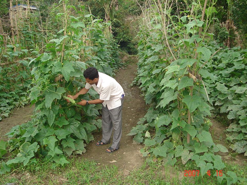 Managing rice landscapes in marginal upland areas to increase food security and sustain the environment 