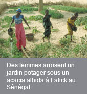 Sénégal: une meilleure gestion de l'eau change la vie des femmes