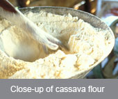 Cameroon: unfermented cassava flour, a promising technique for processing and conserving flour 