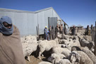 Lesotho: Empowering the sheep and goat farmers of Lesotho and providing them with a more certain future