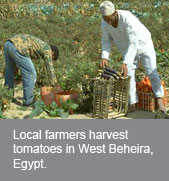 Pressing ahead with efforts to extend microfinance services in rural Upper Egypt 
