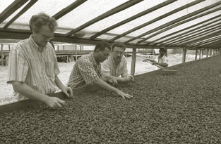 Kaoka’s André Deberdt plantation director Rodrigo Guilherme and Philippe Bastide of the local research station check the results of solar drying.