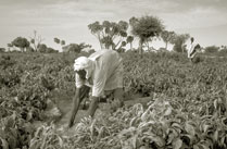 Village committees made up of men and women volunteers are reversing deforestation in south-western Niger.