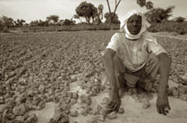 A pepper farmer in Foa, Niger, dries his harvest. Crops grow better with trees and other vegetation nearby because they provide wind protection and fertilize soil. 