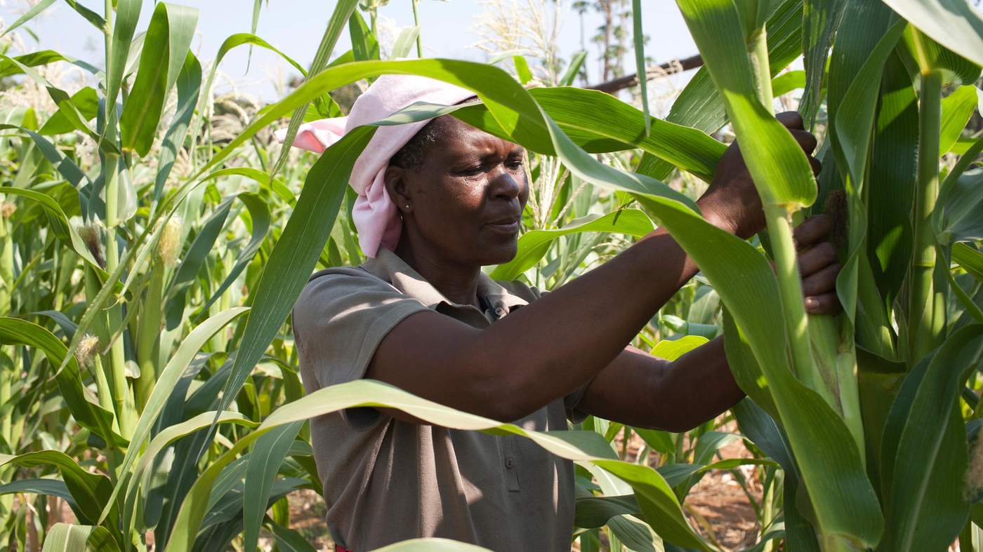 Can Small-Scale Farming Feed the World? 